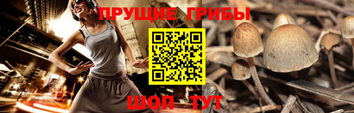 Медногорск  Псилоцибиновые грибы мухоморы  Вход с VPN 